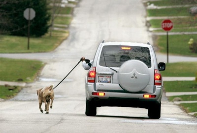 This Lazy Man Who Walks His Dog This Way