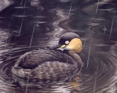 Alaotra Grebe