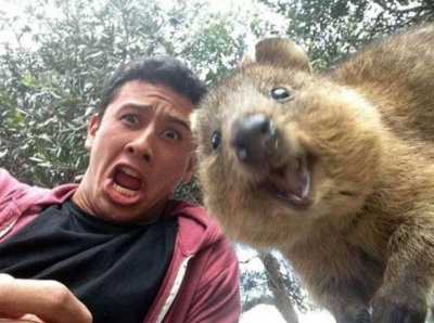 Quokka