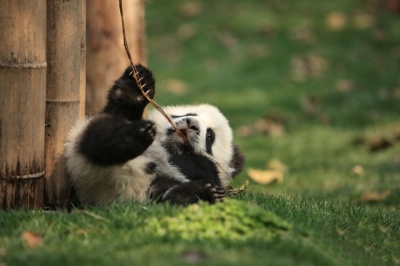 Some Times These Pandas Don’t Know What to Do with Their Lives