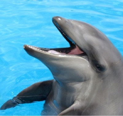 Wolphin