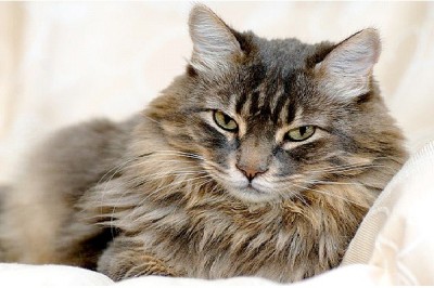 Cat - Introvert, Sensing, Thinking, Perceiving (ISTP)