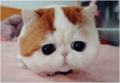 Snoopybabe the Cat