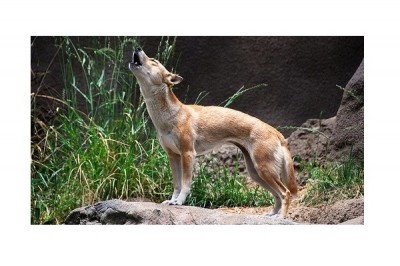 The New Guinea Singing Dog