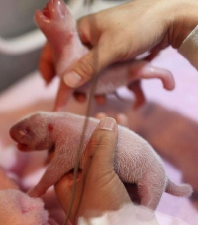 Newborns