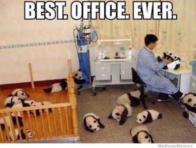 Panda Boss