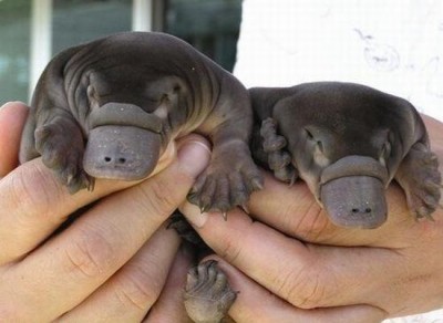 Platypus