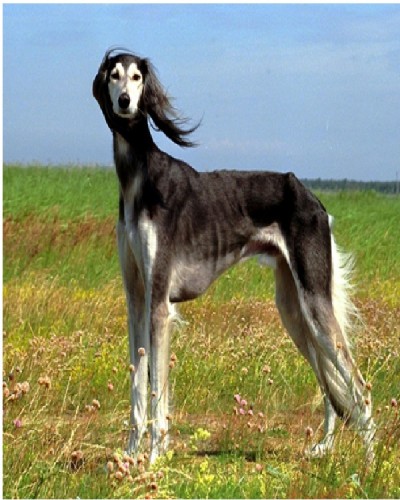 Saluki ($2,500)