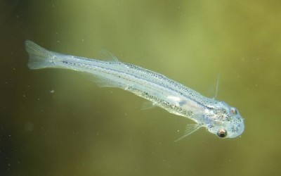 Candiru fish