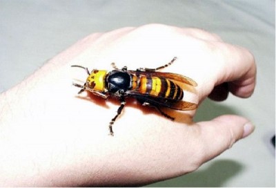 Japanese Giant Hornet