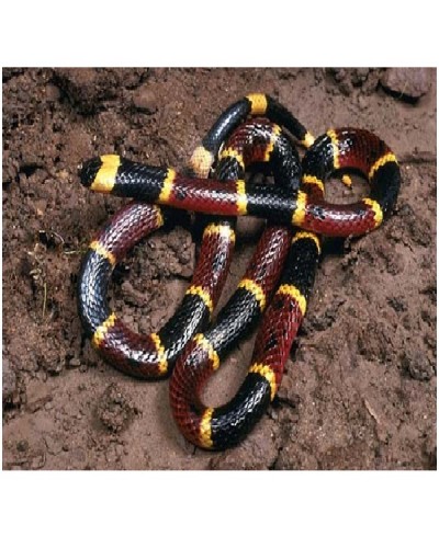 Coral Snakes