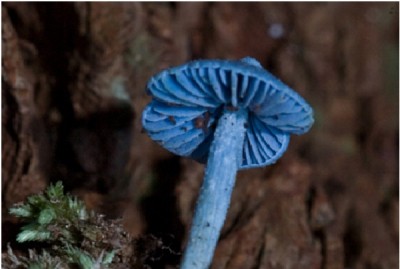 Blue Mushroom