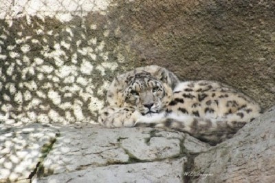 Snow leopard