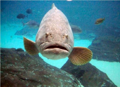 Fish