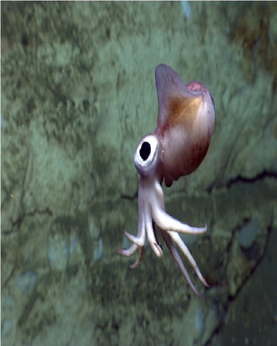 Bobtail Squid