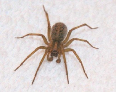 Hobo Spider