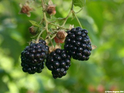 Blackberries