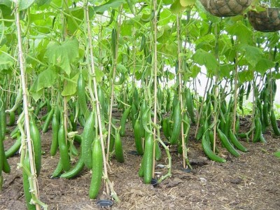 Cucumber