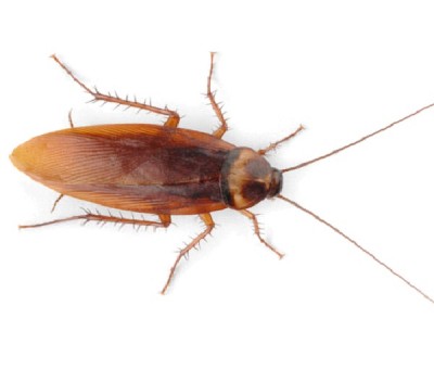 Remote Controlled Cockroaches