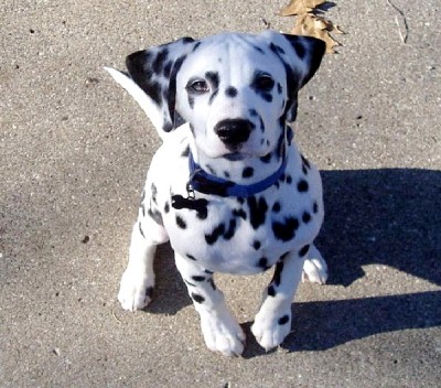 Dalmation