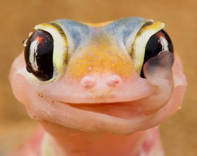 Gecko
