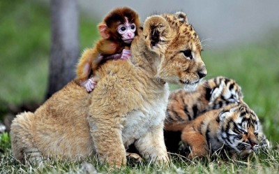 The cutest thing ever