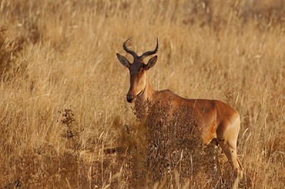 Bubal Hartebeest
