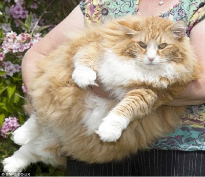 Ulric The Big Cat