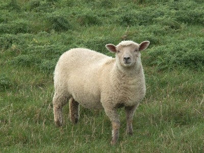 Sheep