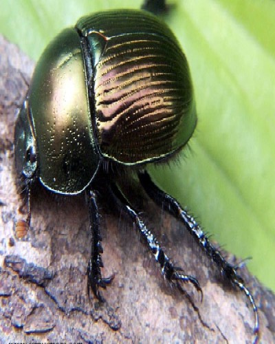 Dung Beetle