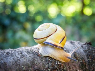 Snails