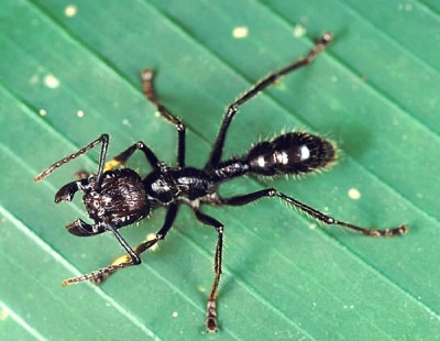 Bullet ants