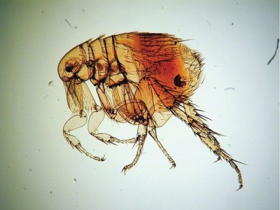 Rat fleas