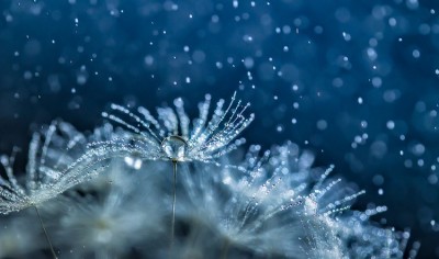Winter Underworld Forest