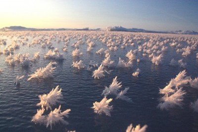 Frost Flowers