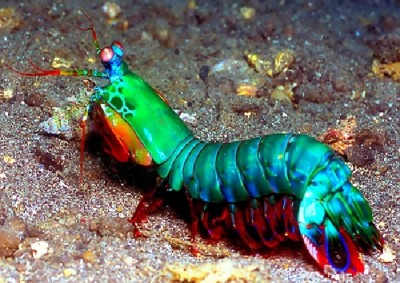 Mantis Shrimp