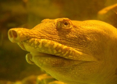 Burmese Peacock turtle