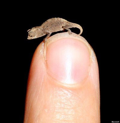 Paedophryne Amauensis Frog