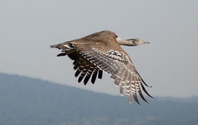 The heaviest flying bird