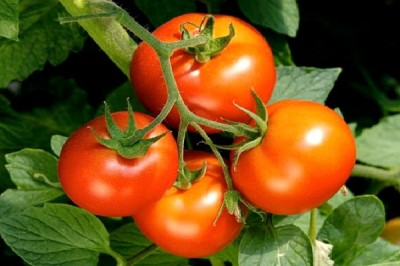 Tomatoes