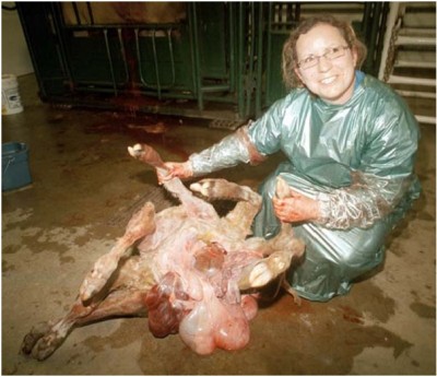 Deformed Calf