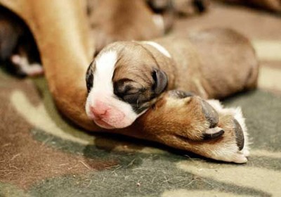 Leg Pillow