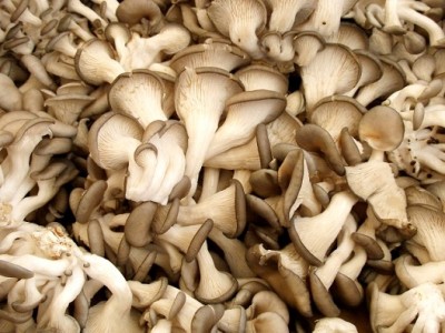 Mushrooms