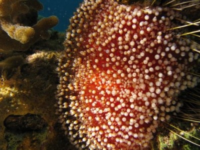 Fire sea urchin