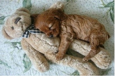 Cuddle Up