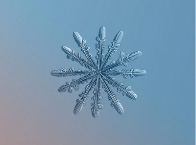 Feathered Star