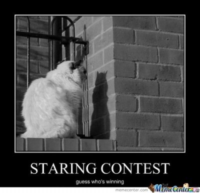 Cats are strange