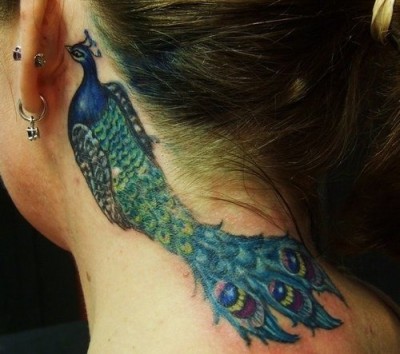A colorful peacock