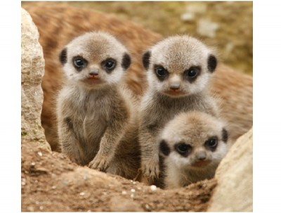 Baby Meerkat
