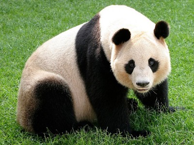 Terrorists have two eyes, pandas have two eyes